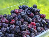Raspberry